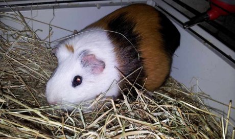 Toilettage hamster - Issoire  - Au Bonheur du Chien